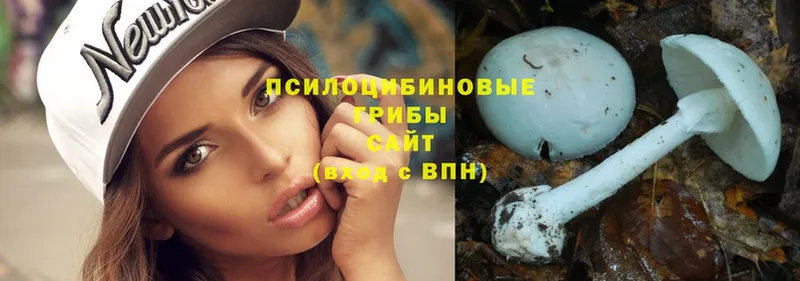 shop официальный сайт  Дмитровск  Галлюциногенные грибы Psilocybe 